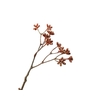 Eucalyptus Berry Red