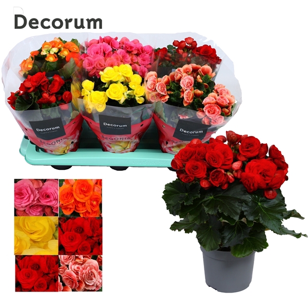 <h4>Begonia 13cm mix in tray(5 kleuren) Decorum</h4>