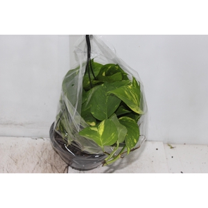 JIBOIA VERDE C21 PENDENTE