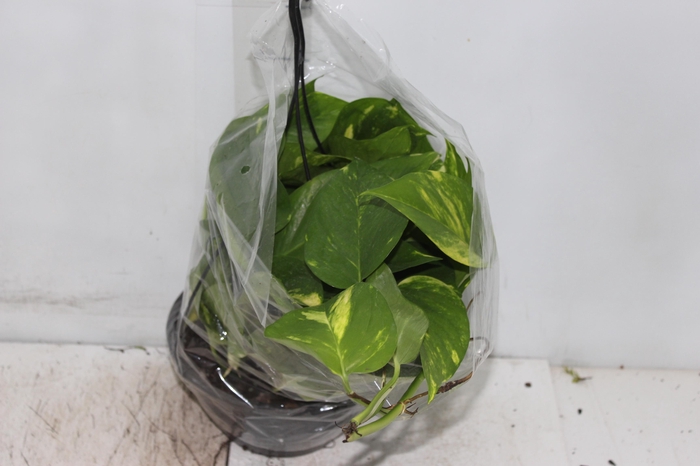 <h4>JIBOIA VERDE C21 PENDENTE</h4>