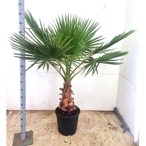 WASHINGTONIA