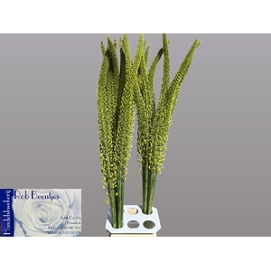 Eremurus Yellow Rebel