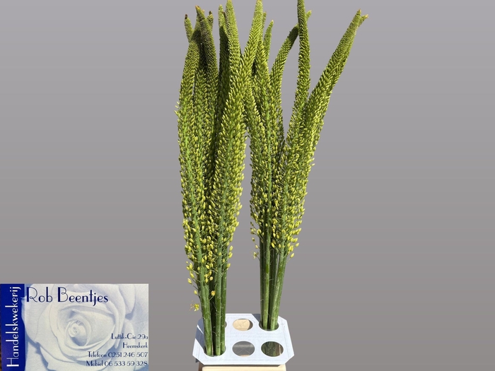 <h4>Eremurus Yellow Rebel</h4>