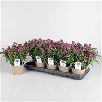 <h4>ASTE SHOWM PRET PINK</h4>