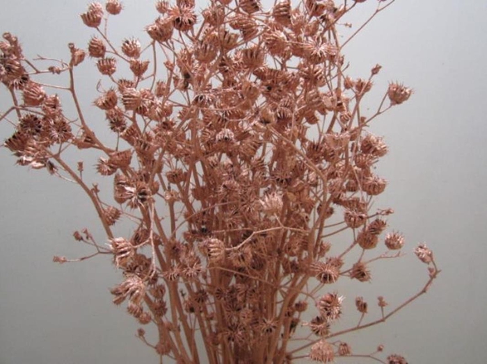 <h4>Abutilo A Koper L80</h4>