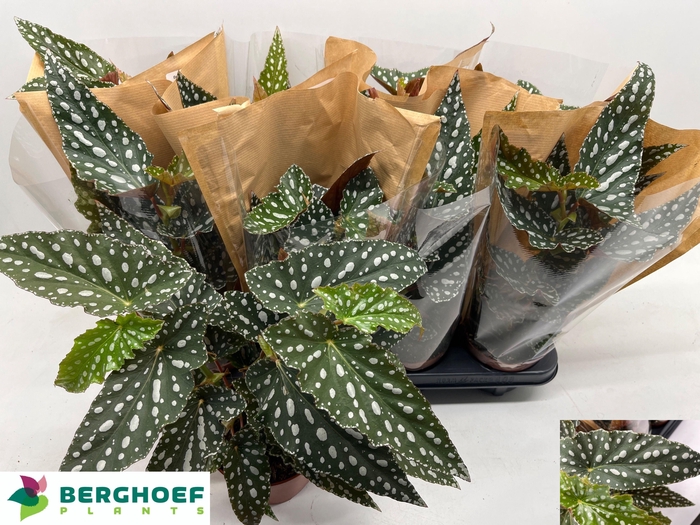 <h4>BEG MA SPOTL GREEN</h4>