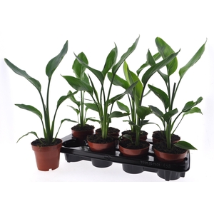 STRELITZIA REGINAE