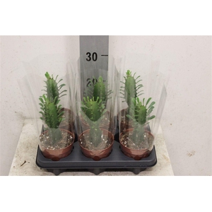 Euphorbia trigona