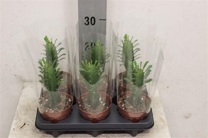 <h4>Euphorbia trigona</h4>