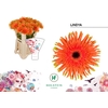 Gerbera large flowered curl-shaped Gerpasta Lindya