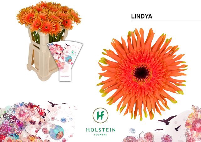 <h4>Gerbera Pasta Lindya Water x40</h4>