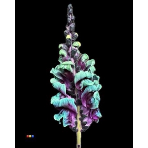 Antirrhinum Ibiza