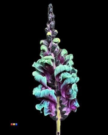 <h4>Antirrhinum Ibiza</h4>