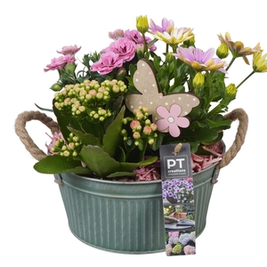 PTPP6887 Arrangement Patio in metalen schaal