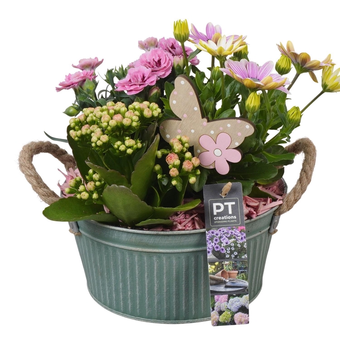 <h4>PTPP6887 Arrangement Patio in metalen schaal</h4>