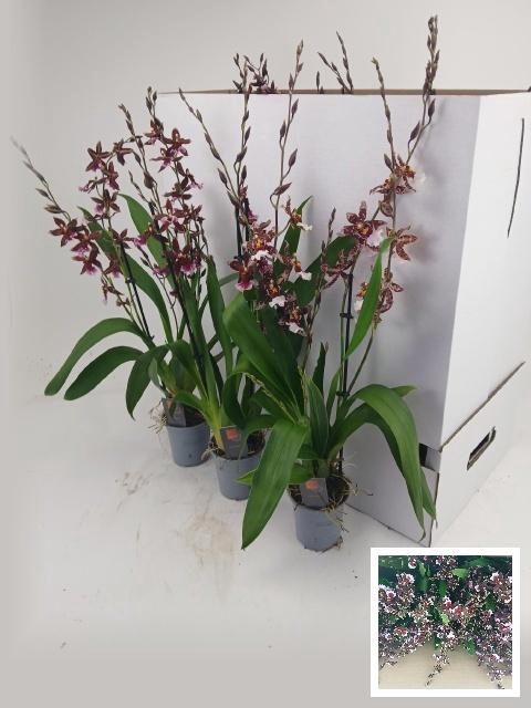 <h4>BUR BARROCCO RED</h4>