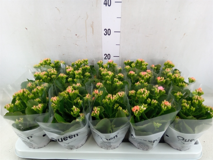 <h4>Kalanchoe blos. 'Calanday Morne'</h4>