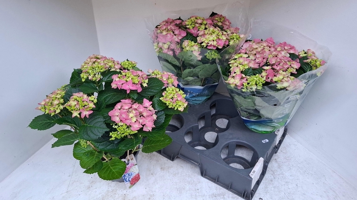 <h4>HYDR M EARLY ROSA</h4>