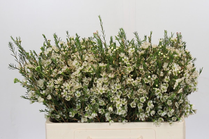 <h4>Chamelaucium Sirius</h4>