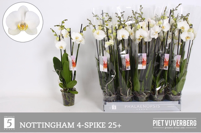 <h4>PHAL AN NOTTINGHAM</h4>