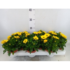 Osteospermum  'Margarita Sunset'