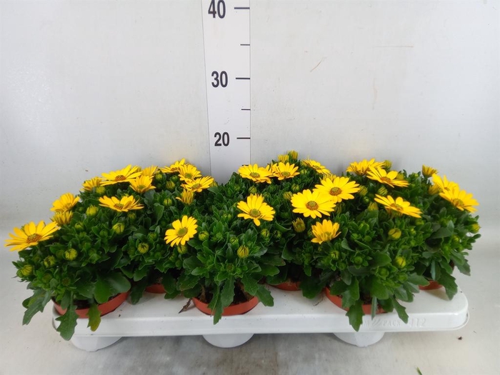 <h4>Osteospermum 'Margarita Sunset'</h4>