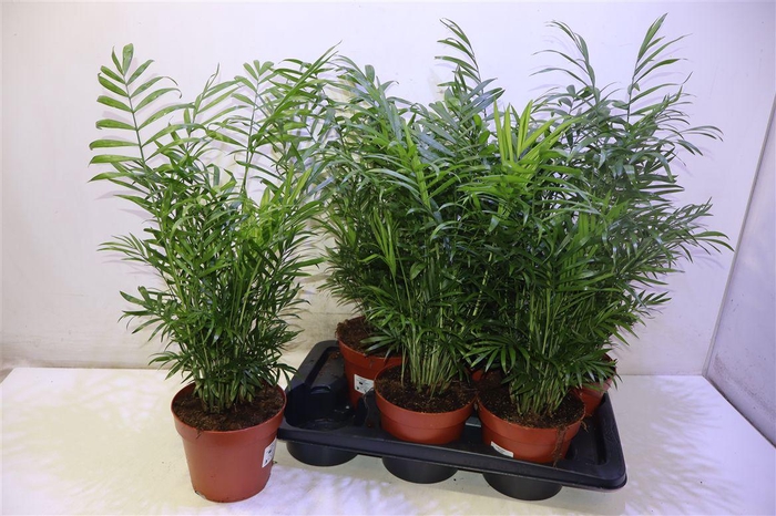 <h4>Chamaed Elegans</h4>