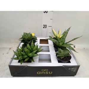 Sansevieria   ...