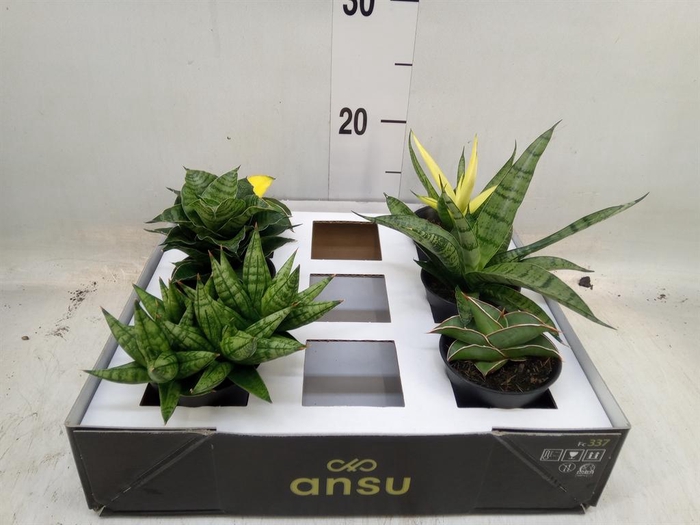 <h4>Sansevieria   ...</h4>