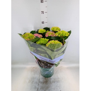 Hydrangea mac. 'Magical Amethyst'