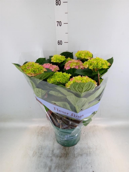 <h4>Hydrangea mac. 'Magical Amethyst'</h4>