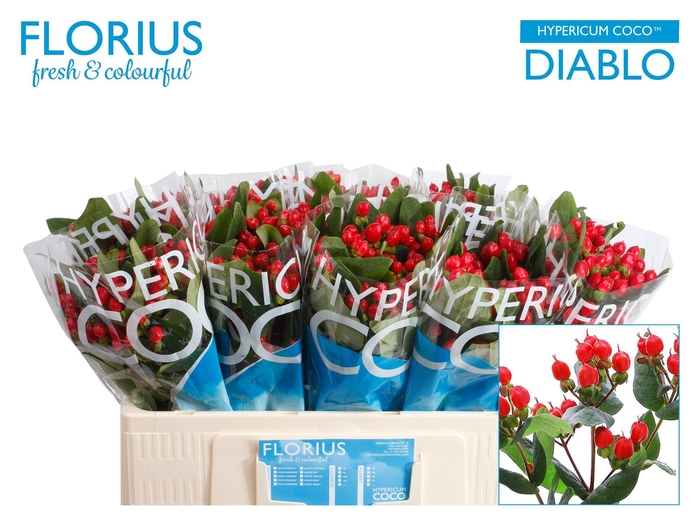 <h4>Hyp Coco Diablo</h4>