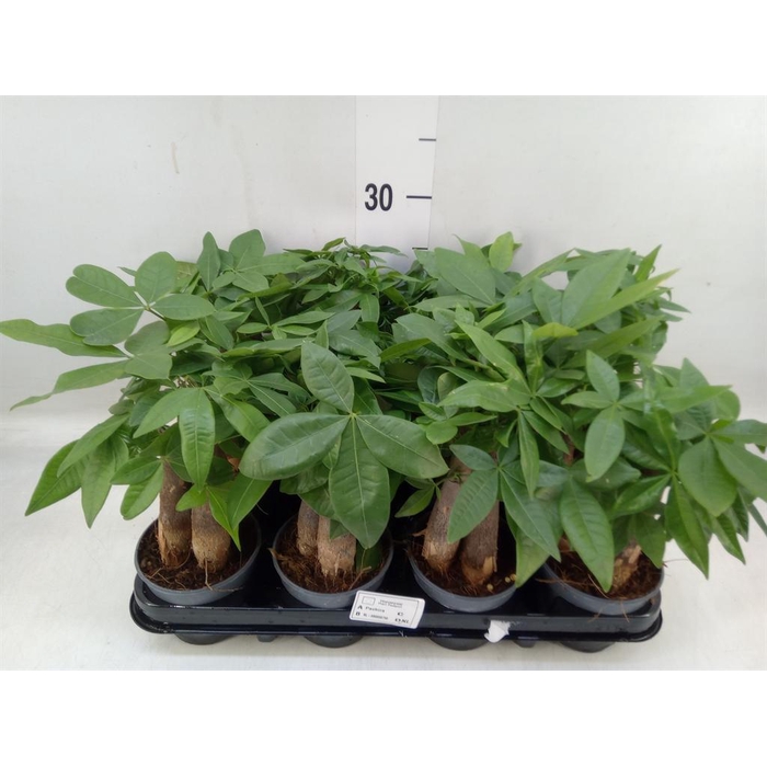 <h4>Pachira aquatica</h4>