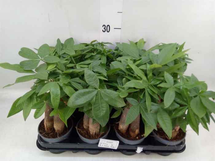 <h4>Pachira aquatica</h4>