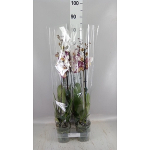 Phalaenopsis   ...white