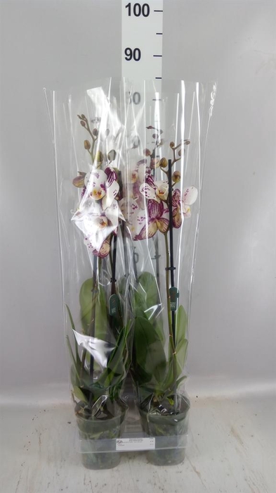 <h4>Phalaenopsis   ...white</h4>
