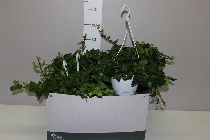 <h4>Hedera He Mein Herz Hangpot 120cm</h4>