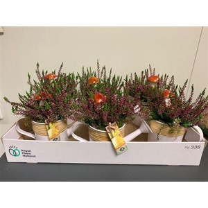 Arr4 Outdoor Js - Gieter Kl. Zink/riet X6