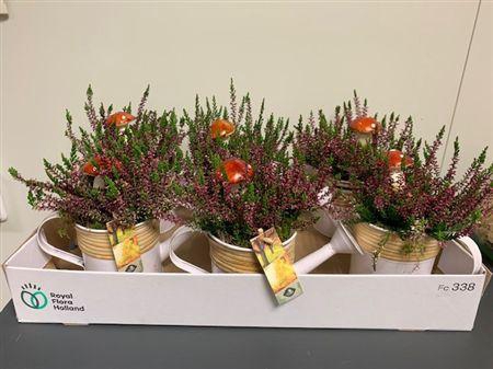 <h4>Arr4 Outdoor Js - Gieter Kl. Zink/riet X6</h4>