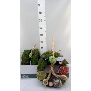 Decoratie  ..Vogelzaadfiguur  H%