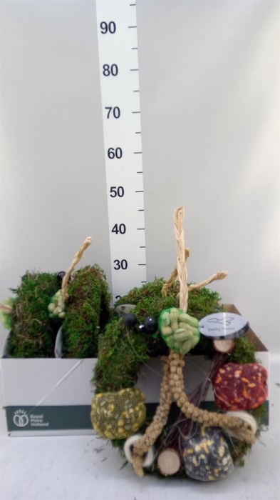 <h4>Decoratie  ..Vogelzaadfiguur  H%</h4>
