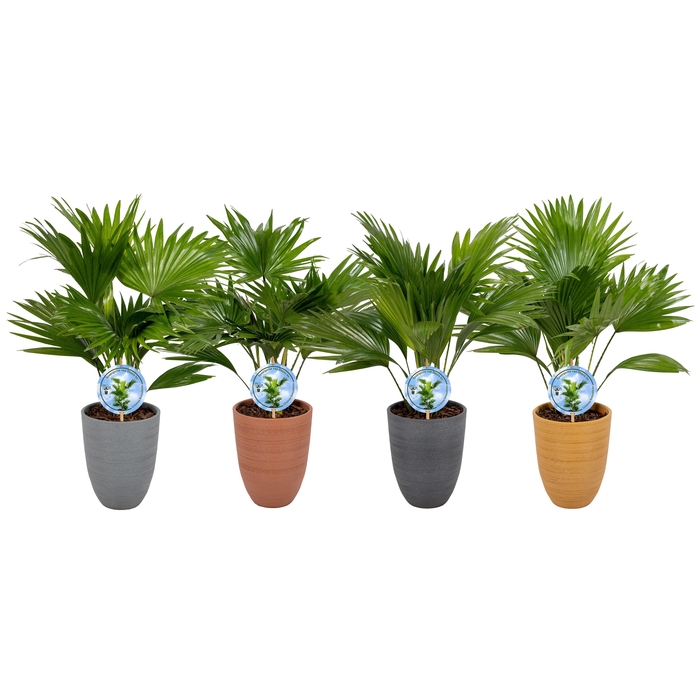<h4>Livistona 830 mix Aspd potkleuren</h4>