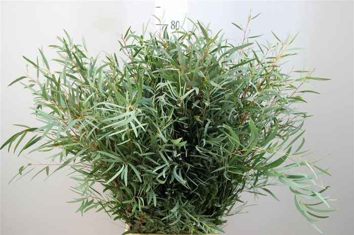 <h4>Euca Nicoly</h4>