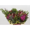 Kaaps Groen Cone Mix Bos