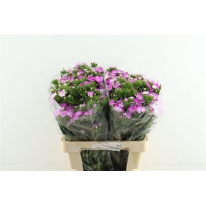 Di Barb Neon Lavender