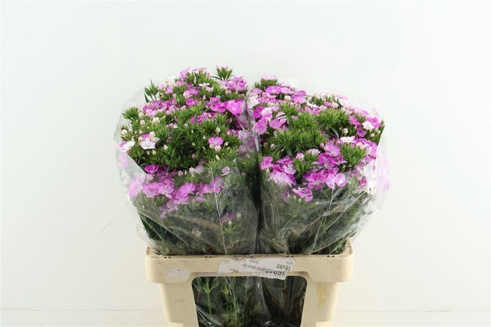 <h4>Di Barb Neon Lavender</h4>