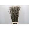 Salix Caprea Snow Flake Premium