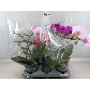 Phalaenopsis   ...mix