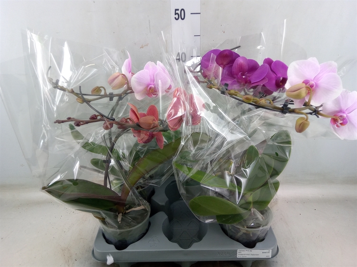 <h4>Phalaenopsis   ...mix</h4>