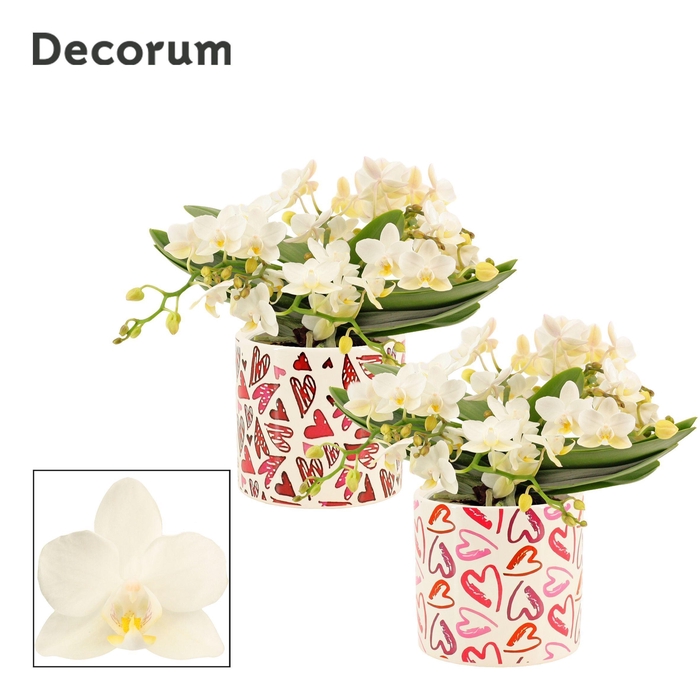 <h4>Phalaenopsis Table Whitney 4+ tak in Julia (Deco-collection)</h4>